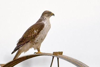 Ferruginous Hawk