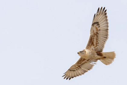 Ferruginous Hawk