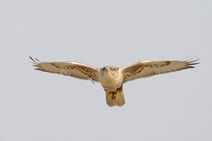 Ferruginous Hawk Image @ Kiwifoto.com