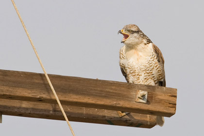 Ferruginous Hawk