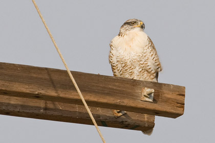 Ferruginous Hawk Image @ Kiwifoto.com