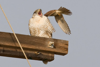 Ferruginous Hawk