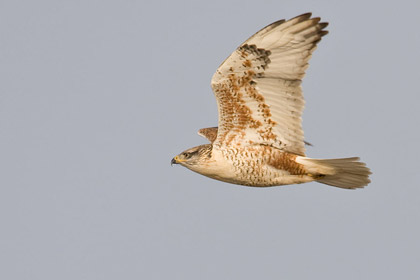 Ferruginous Hawk Picture @ Kiwifoto.com