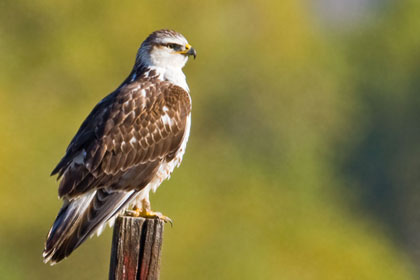 Ferruginous Hawk (juvenile)