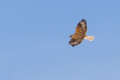 Ferruginous Hawk Picture @ Kiwifoto.com