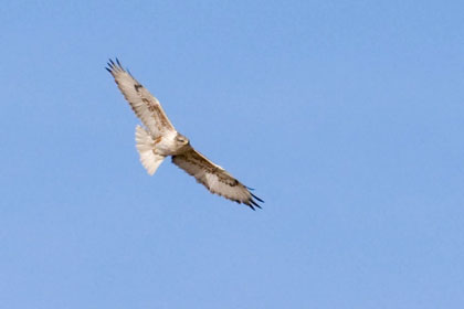 Ferruginous Hawk