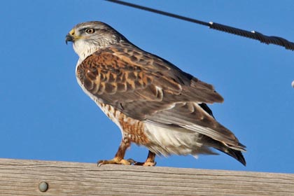 Ferruginous Hawk Picture @ Kiwifoto.com