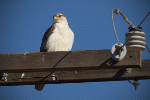 Ferruginous Hawk Image @ Kiwifoto.com