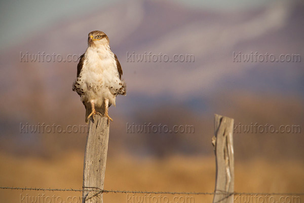 Ferruginous Hawk Image @ Kiwifoto.com