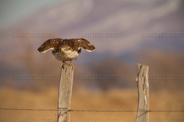 Ferruginous Hawk Photo @ Kiwifoto.com