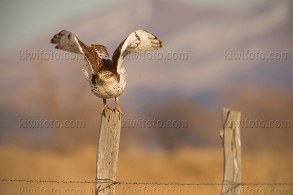 Ferruginous Hawk Image @ Kiwifoto.com