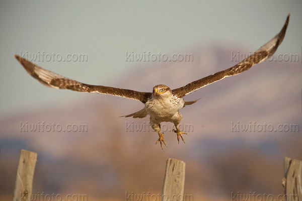 Ferruginous Hawk Picture @ Kiwifoto.com