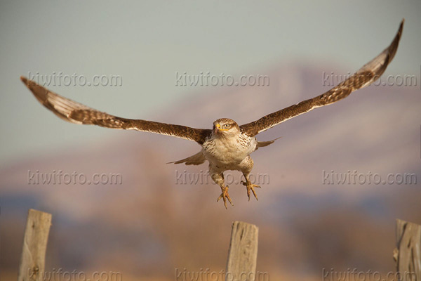 Ferruginous Hawk Image @ Kiwifoto.com