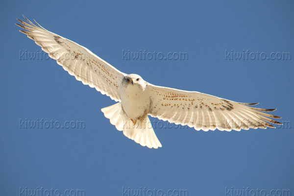 Ferruginous Hawk