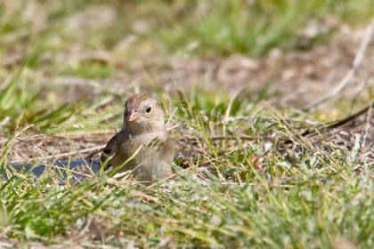 Field Sparrow Photo @ Kiwifoto.com