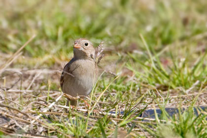 Field Sparrow Image @ Kiwifoto.com