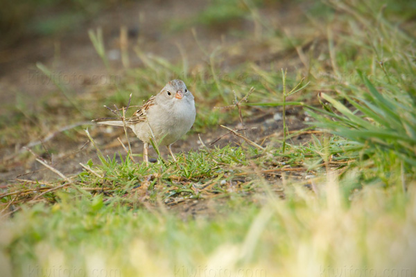 Field Sparrow