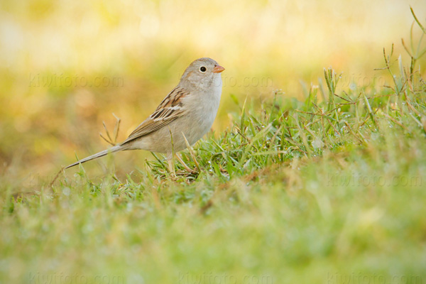 Field Sparrow Photo @ Kiwifoto.com