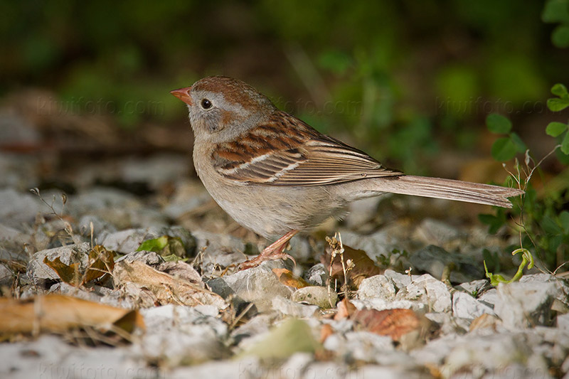 Field Sparrow Photo @ Kiwifoto.com