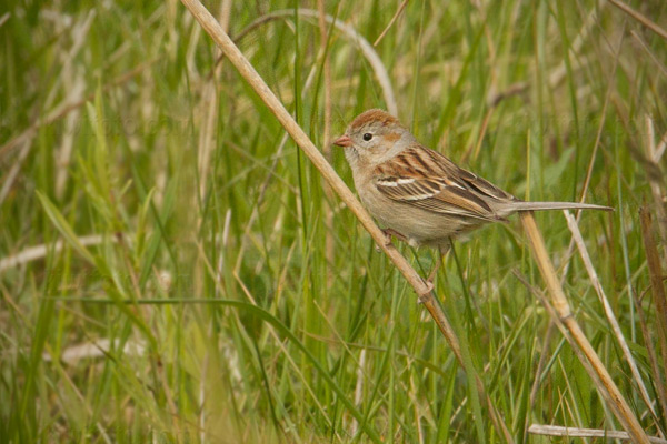 Field Sparrow Image @ Kiwifoto.com