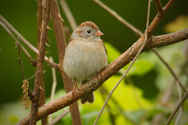 Field Sparrow Photo @ Kiwifoto.com