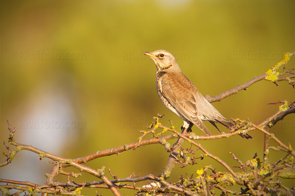 Fieldfare Photo @ Kiwifoto.com