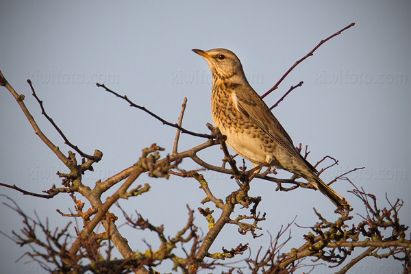 Fieldfare Image @ Kiwifoto.com