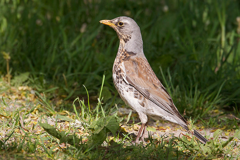 Fieldfare @ Ulva kvarn, Uppsala län, Sweden