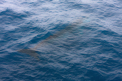 Fin Whale Picture @ Kiwifoto.com