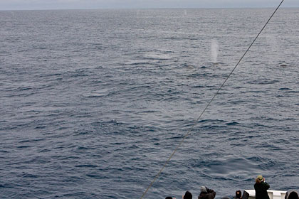 Fin Whale Image @ Kiwifoto.com