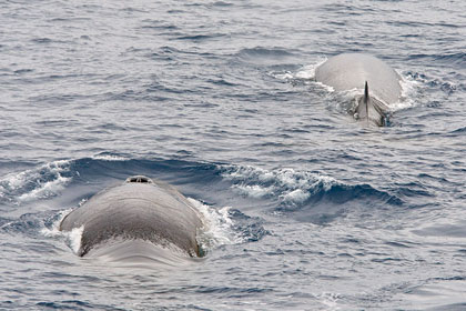 Fin Whale Photo @ Kiwifoto.com