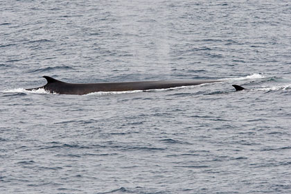 Fin Whale Image @ Kiwifoto.com