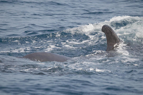 Fin Whale Image @ Kiwifoto.com