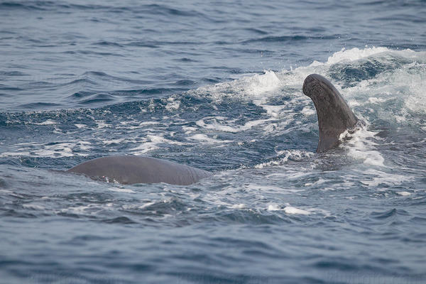 Fin Whale Picture @ Kiwifoto.com