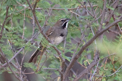 Five-striped Sparrow Picture @ Kiwifoto.com