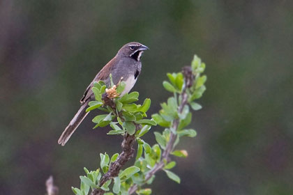 Five-striped Sparrow Picture @ Kiwifoto.com