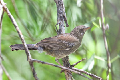 Five-striped Sparrow (juvenile)