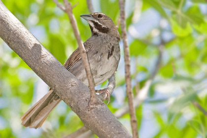 Five-striped Sparrow Picture @ Kiwifoto.com