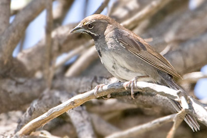 Five-striped Sparrow Image @ Kiwifoto.com
