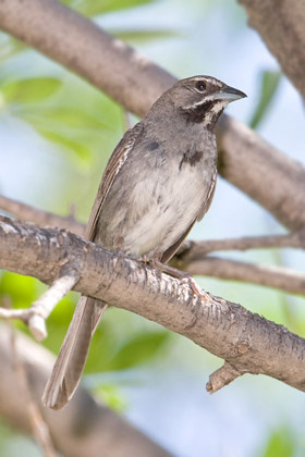 Five-striped Sparrow Picture @ Kiwifoto.com