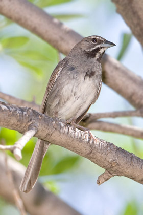 Five-striped Sparrow Photo @ Kiwifoto.com