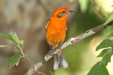 Flame-colored Tanager Photo @ Kiwifoto.com