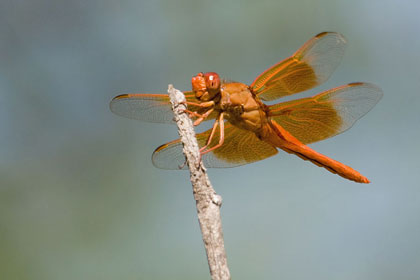 Flame Skimmer