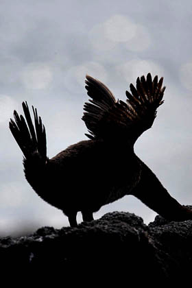 Flightless Cormorant Picture @ Kiwifoto.com