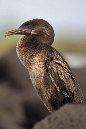 Flightless Cormorant Photo @ Kiwifoto.com