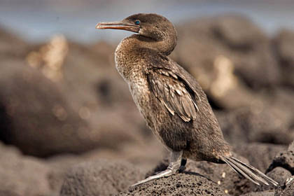 Flightless Cormorant Picture @ Kiwifoto.com