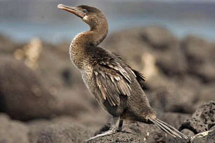 Flightless Cormorant Image @ Kiwifoto.com
