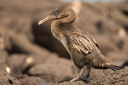 Flightless Cormorant Image @ Kiwifoto.com