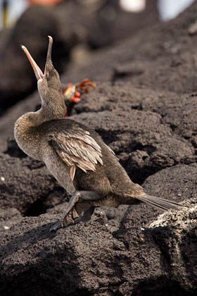 Flightless Cormorant Picture @ Kiwifoto.com