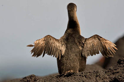 Flightless Cormorant Image @ Kiwifoto.com